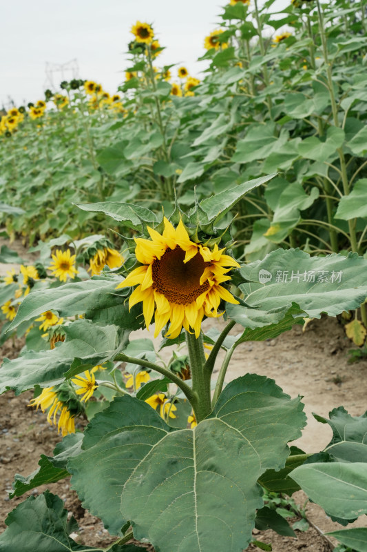 北京温榆河公园向日葵花田