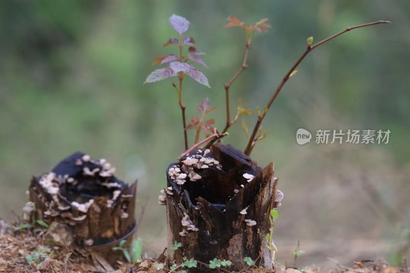 福建省泉州市德化县乡村植物特写