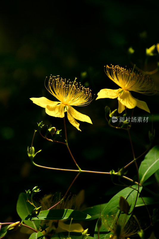 植物园的花花草草