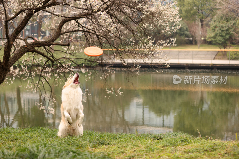 在草地上玩飞盘的边境牧羊犬