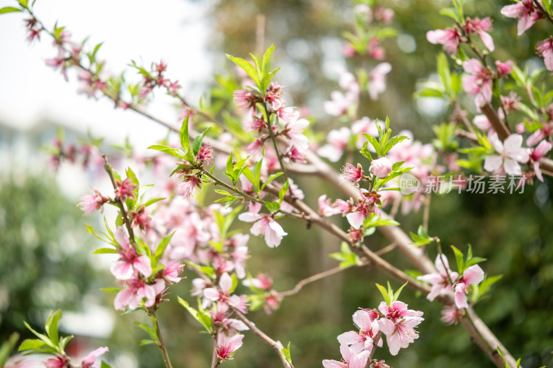 早春粉色桃花盛开特写