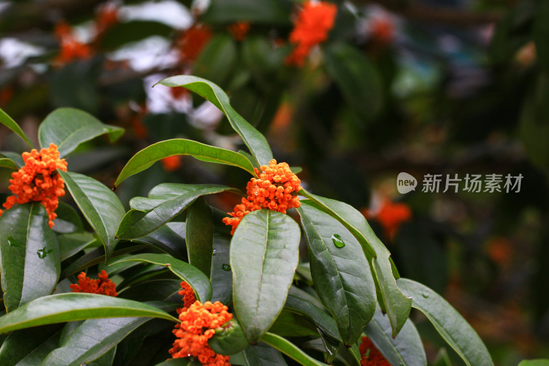 丹桂花枝背景实拍素材