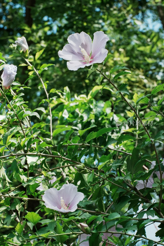 北京圆明园木槿花