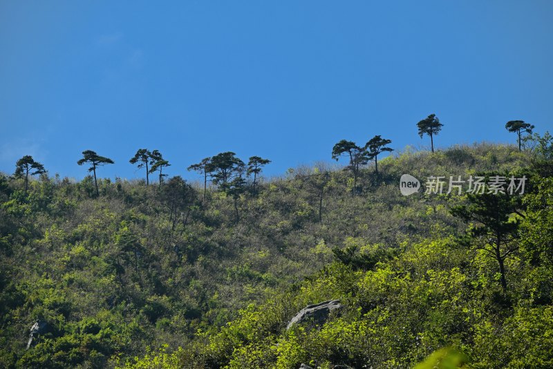 山顶上的树