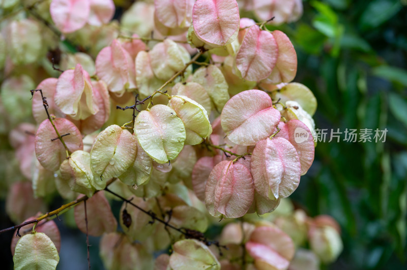 雨中自然