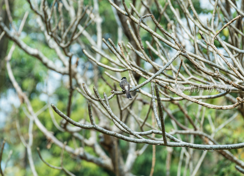 白喉红臀鹎栖息在树枝上的特写镜头