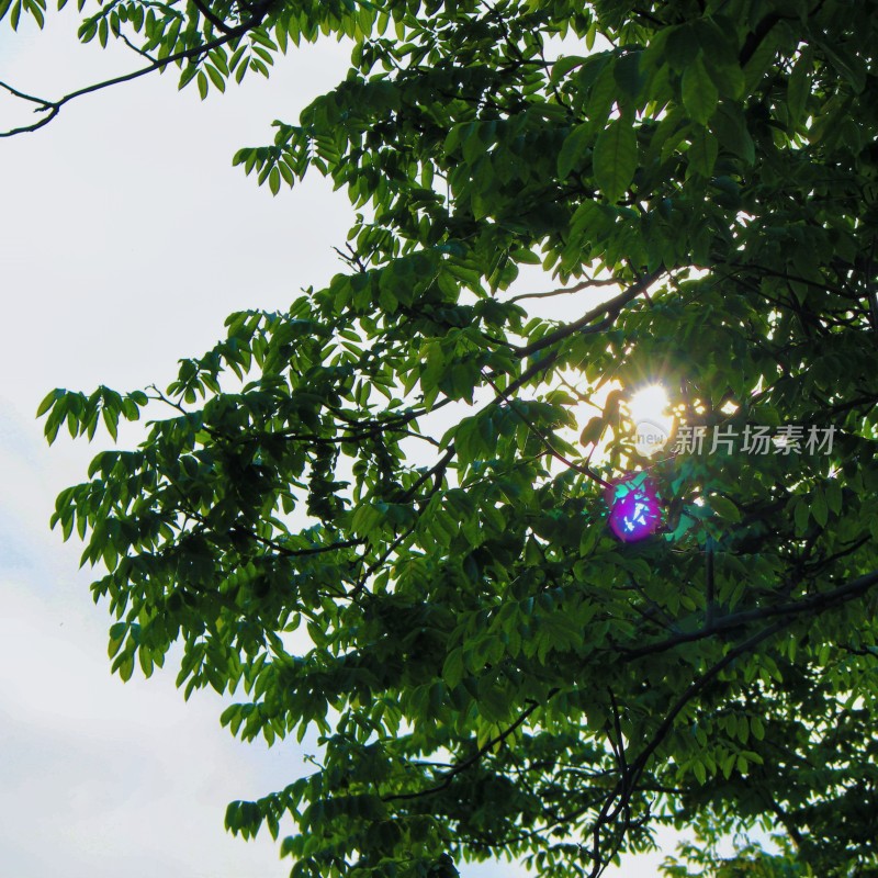 夏日---阳光