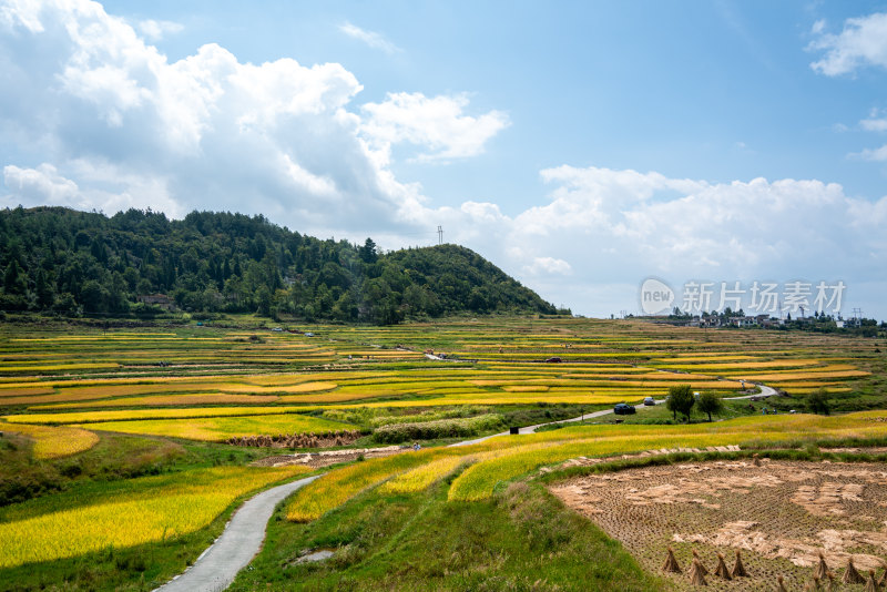 秋天贵阳高坡石门水稻梯田