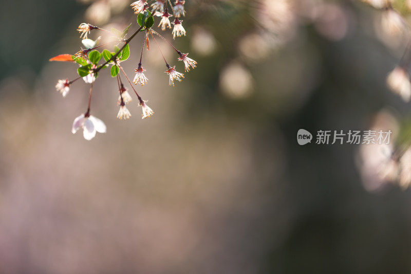 梦幻迷人唯美樱花特写