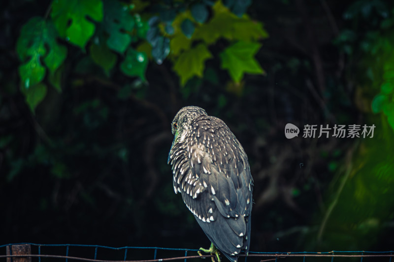 鸟栖息在栏杆上的特写镜头