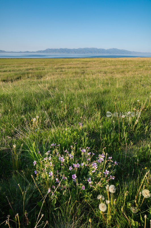 夏天新疆赛里木湖畔的野花