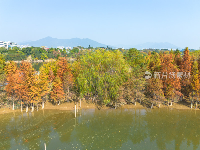 福州多彩树林沿水域分布的自然风景航拍