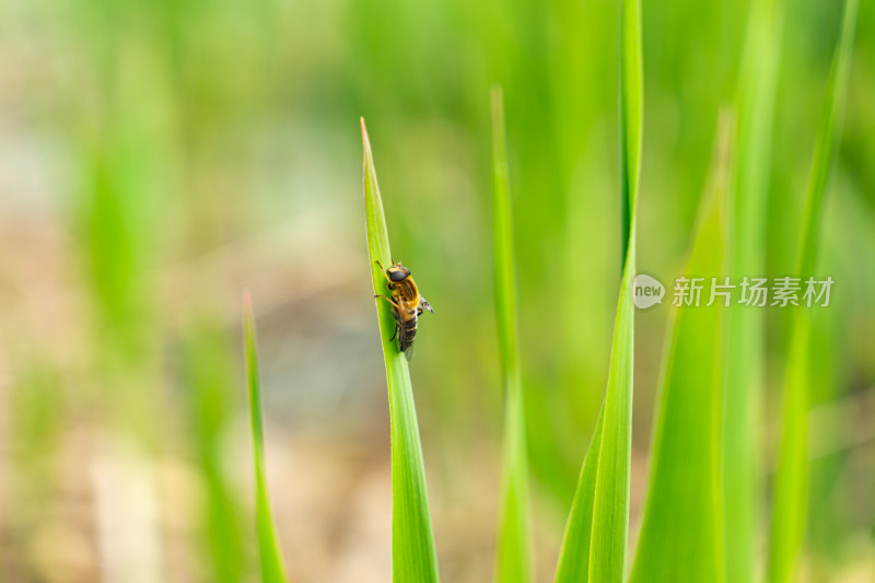 蜜蜂在草叶上休息