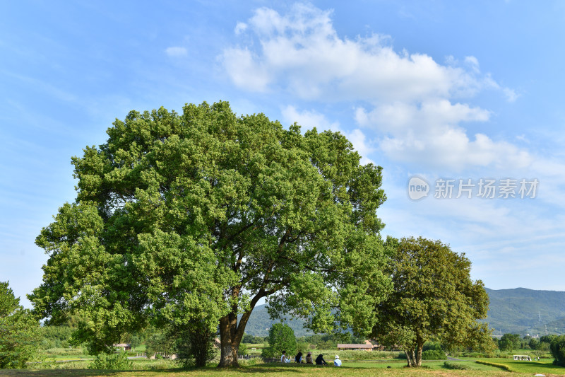 蓝天白云绿树绿草地