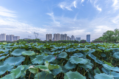 武汉江夏区谭鑫培公园风景