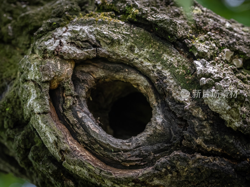 自然森林树干上的鸟窝树洞