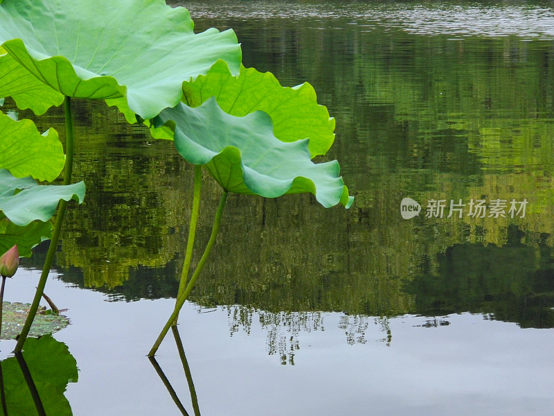 水中荷叶倒影，清新自然的荷塘景色