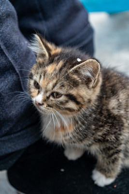 小猫特写，表情呆萌可爱