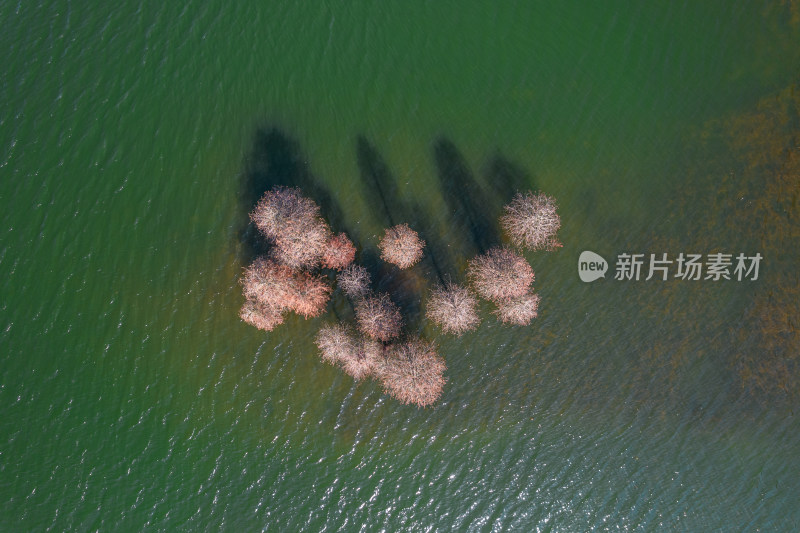 深圳大山陂水库水杉林秋色