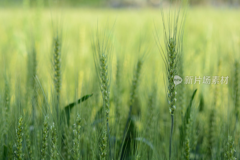 阳光绿色麦田