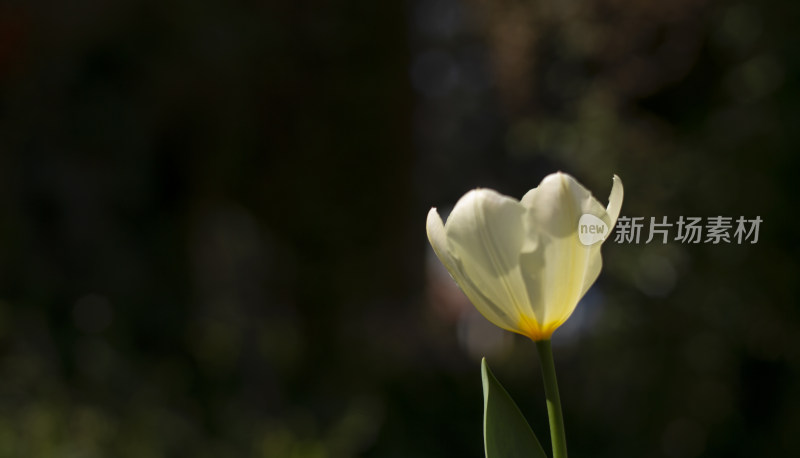 郁金香 花 爱 高贵