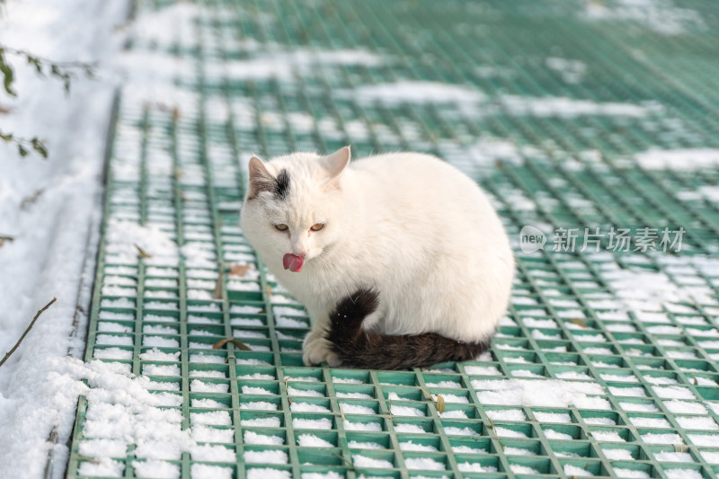 冬季城市流浪猫白猫