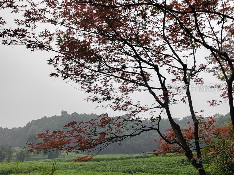 红叶树枝下的绿色田野风景