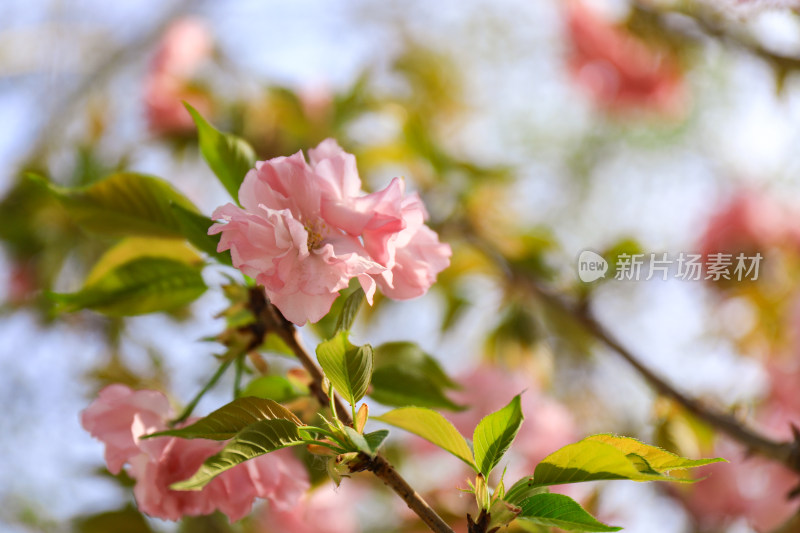 春天赏花重瓣晚樱