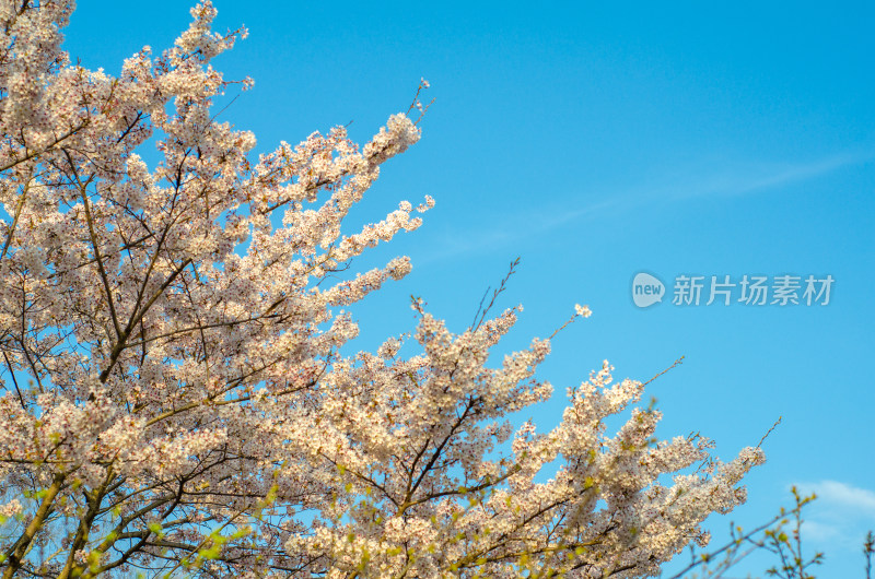 仰拍蓝天下洁白的樱花花枝