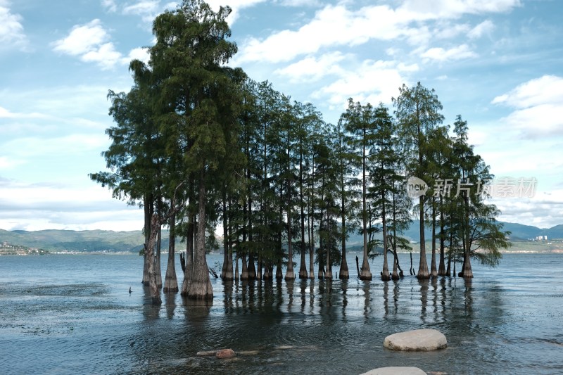 水中生长的两棵树木风景