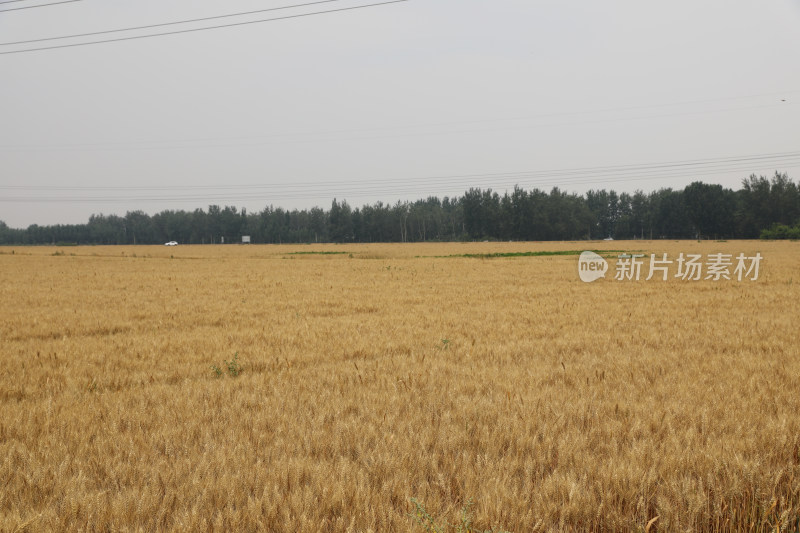 麦田麦子地成熟的小麦