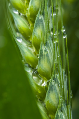 小麦开花麦穗麦子粮食丰收希望谷雨小满