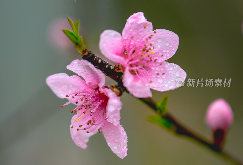重庆酉阳：桃花盛开春天来