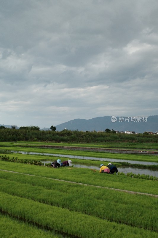 田间农民辛勤劳作的场景