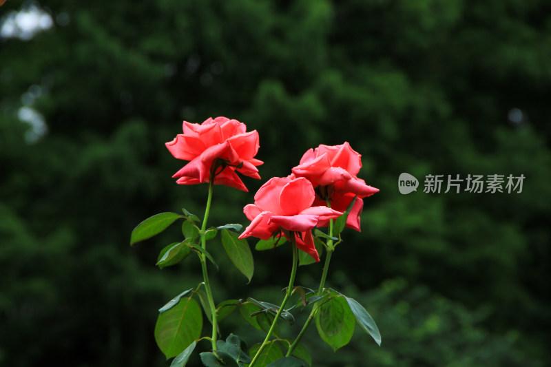 雨后新清的玫瑰花