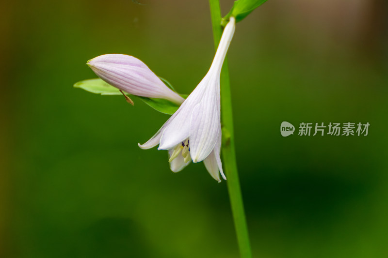 雅致的玉簪花