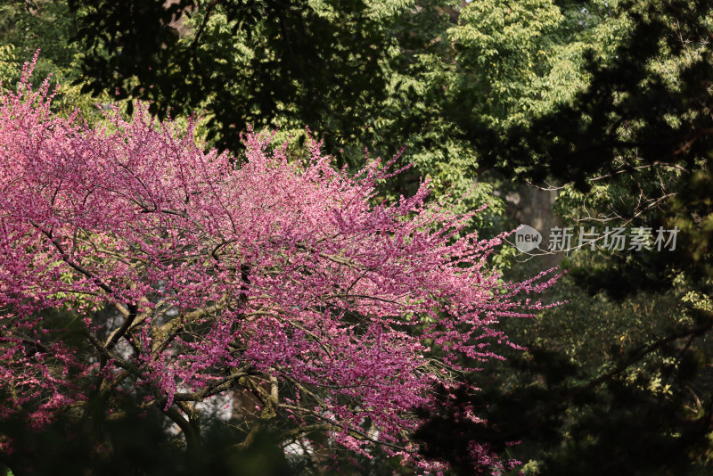 红色梅花特写镜头