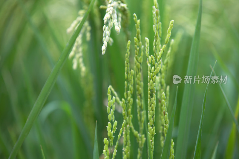 农田里刚刚开始灌浆的稻穗特写