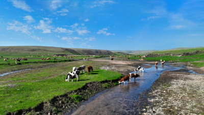 内蒙古大草原牛群