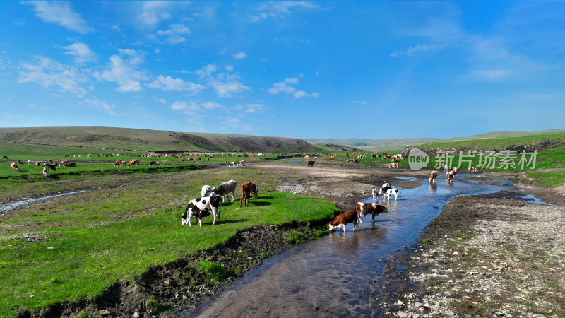 内蒙古大草原牛群