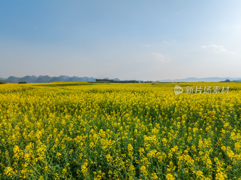 云南罗平油菜花海