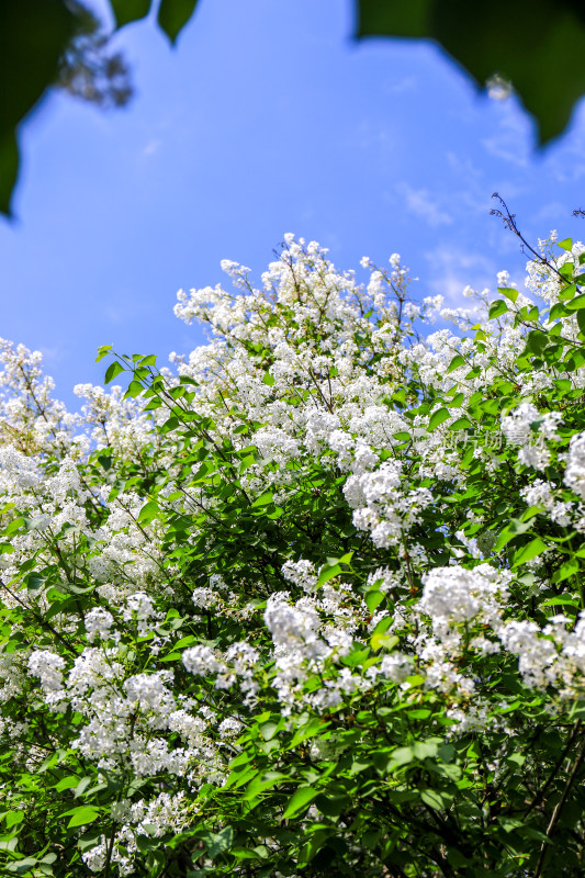 白色丁香花