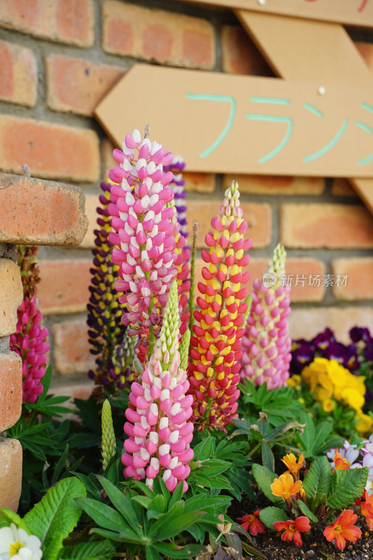 日本，庭院植物，五颜六色的鲁冰花