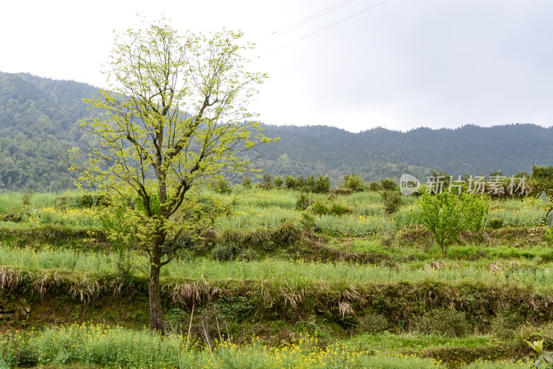 婺源梯田油菜花