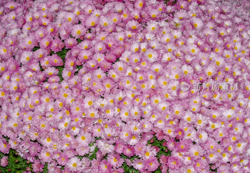 大片粉色菊花花海盛开的景象