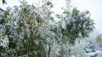 竹林雪景