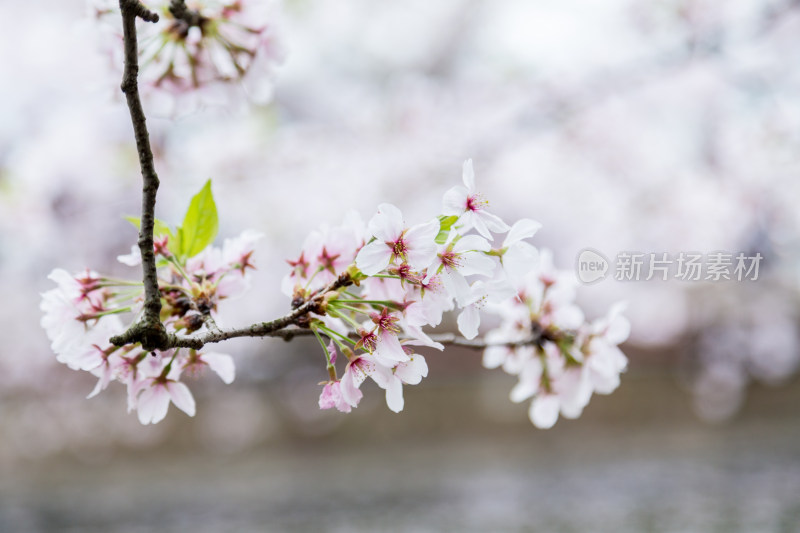 盛开的樱花