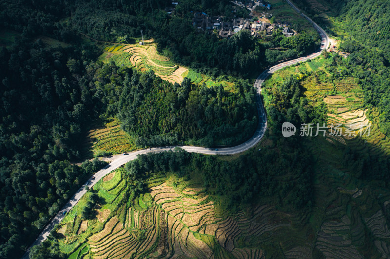 阳光乡村稻田 蜿蜒道路