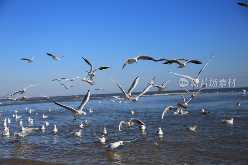 海面飞翔与栖息的海鸥