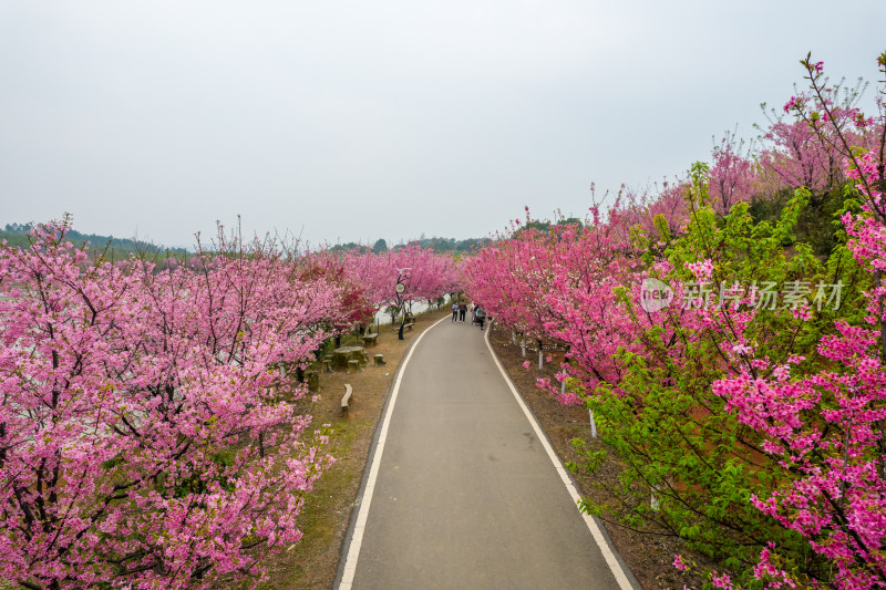 湖南省常宁市百万樱花园航拍风光